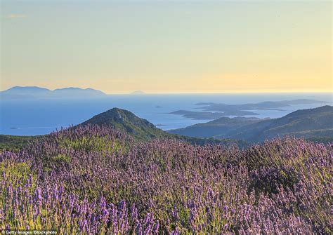 Green list travel: Exploring the beautiful lavender fields in Hvar ...