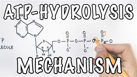 Mechanism of ATP Hydrolysis - YouTube