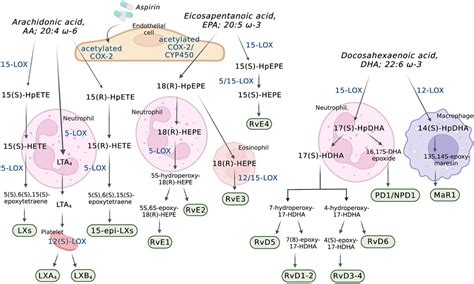 Frontiers | Eicosanoids in inflammation in the blood and the vessel