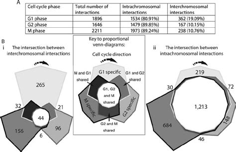 Genome interactions change throughout the Schizosaccharomyces pombe... | Download Scientific Diagram