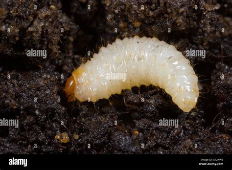 Vine Weevil larvae Otiorrhynchus sulcatus potton bedfordshire Stock Photo: 6687953 - Alamy