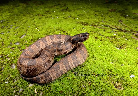 Venomous snakes of Okinawa-Japan | Okinawa Nature Photography