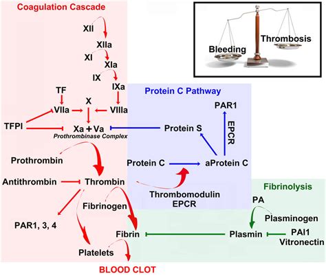 Coagulation, anticoagulation and fibrinolysis maintain a delicate... | Download Scientific Diagram