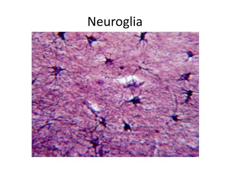 PPT - Histology: Muscle and Nervous Tissue PowerPoint Presentation, free download - ID:2151174