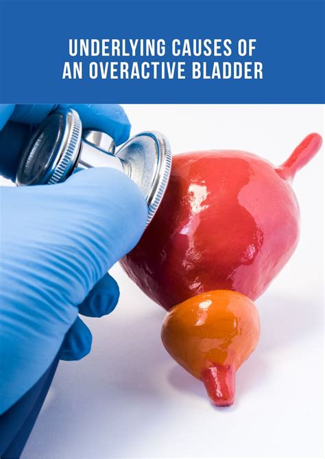 Underlying Causes of an Overactive Bladder