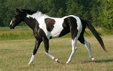 American Paint Horse | Horse breeds, American paint horse, Horses