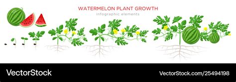 Watermelon plant growth stages from seed seedling Vector Image