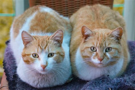 Male vs Female Cat: What Are The Differences? – Petozy