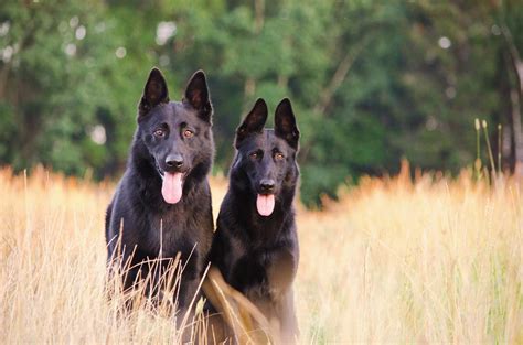 The Black German Shepherd - Everything You Need To Know - Animal Corner