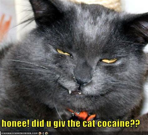 Cocaine cats - Spoki