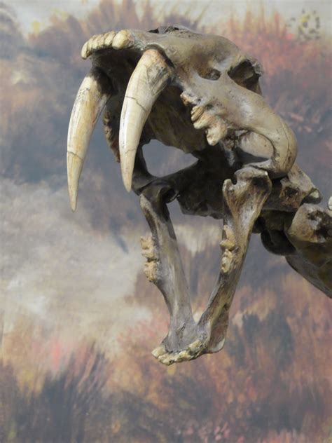 fossil skull from sabertooth. Taken in Alberta | Sabertooth, Lion ...