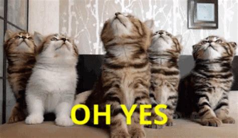 Yes Cats GIF - Yes Cats Nodding - Discover & Share GIFs | Cat gif, Cats, Cat cuddle