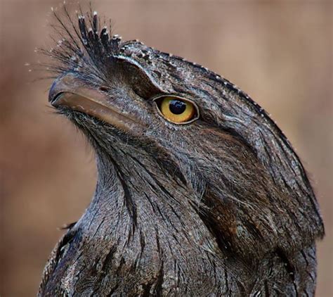 Tawny Frogmouth - Moonlit Sanctuary