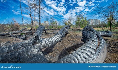 Burnt trees in the park stock photo. Image of light - 289940464