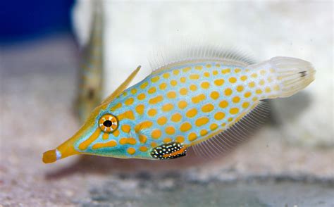 Free Stock Photo 1215-saltwater_tropical_fish_2136.jpg | freeimageslive