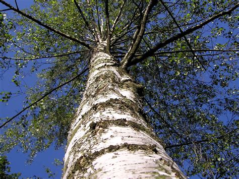 Birch tree Free Photo Download | FreeImages