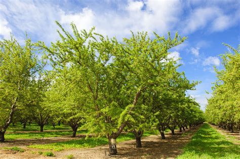 Almond Orchard With Ripening Fruit on Trees - Intrepid Potash