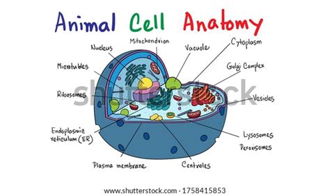 Scientific Animal Cell Diagram Kids Educational Stock Vector (Royalty Free) 1758415853 ...