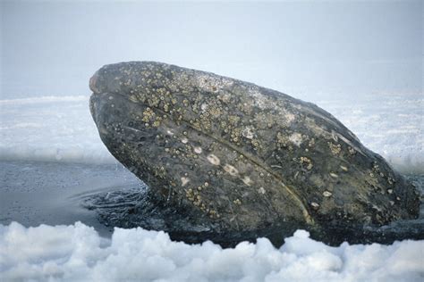 Why Are Gray Whales Moving to the Ocean Next Door? | Discover Magazine