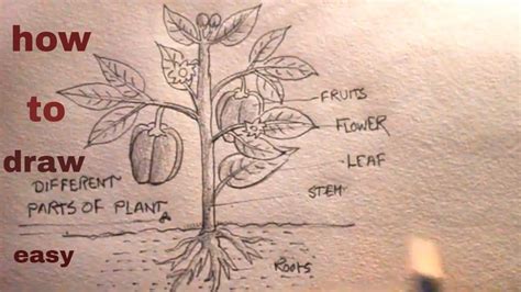 let's Draw parts the of a plant/diagram parts of plant/plant drawing - YouTube