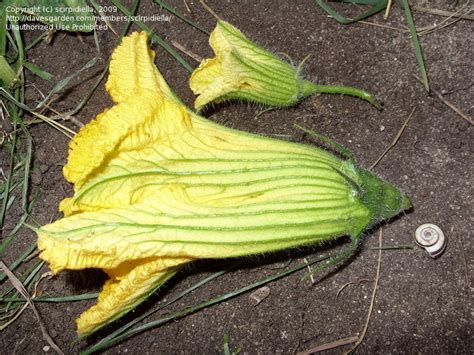 PlantFiles Pictures: Wild Winter Squash (Cucurbita maxima subsp. andreana) by scirpidiella