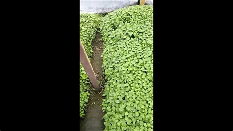 Perfect callaloo seedlings - YouTube