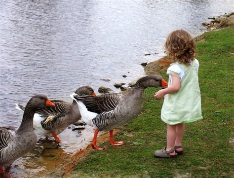 Feeding the Geese stock image. Image of bread, geese, outdoors - 611901