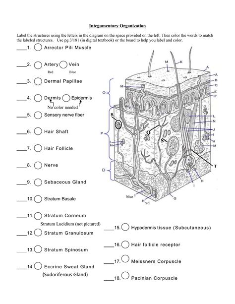 Printable Integumentary System Labeling Worksheet - Printable Word Searches