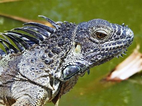 Report from the Florida Zone: Monitor Lizards in Florida