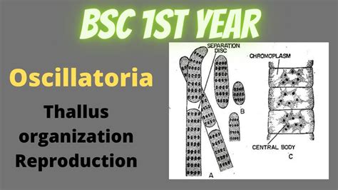 Oscillatoria Structure And Reproduction