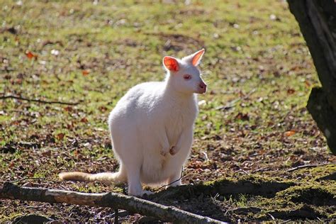 Kangaroo Animal Albino - Free photo on Pixabay - Pixabay