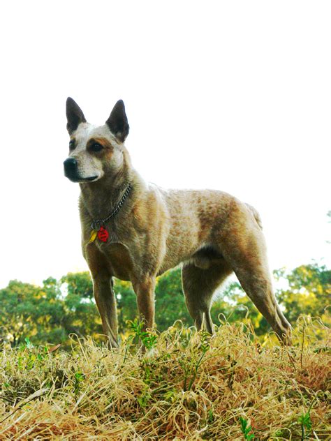 Australian Stumpy Tail Cattle Dog | GreatDogSite