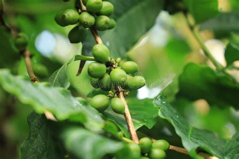 Coffea Liberica with Fruits Stock Image - Image of produced, flowering: 163331661