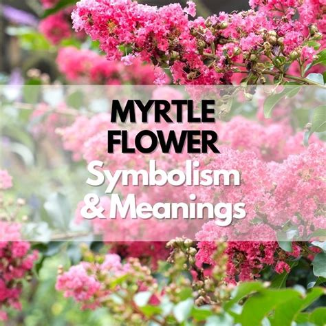 Myrtle Flower: Symbolism, Meanings, and History - Symbol Genie