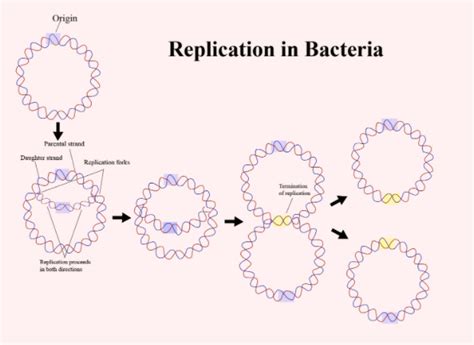 Origin Of Replication Bacteria