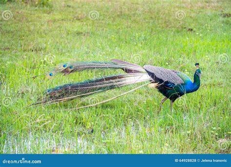 Peacock in natural habitat stock photo. Image of national - 64928828