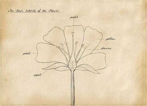 Basic Botany for Beginners ~ Four Whorls of the Flower | Botany, Flowers, Whorl