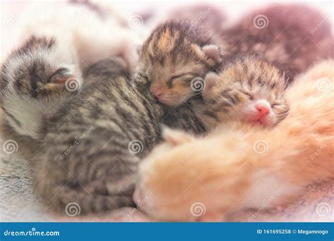 Newborn Kittens Sleeping, Small Baby Animals Sleep Stock Photo - Image ...