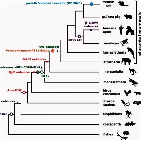 Scheme of vertebrate phylogenetic tree showing well-characterized ...