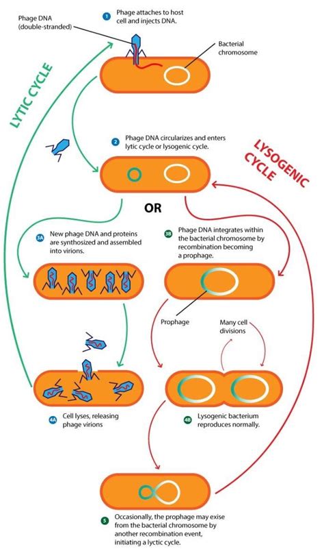 Bacteriophage life cycle phases (lytic and lysogenic phases) | Download Scientific Diagram