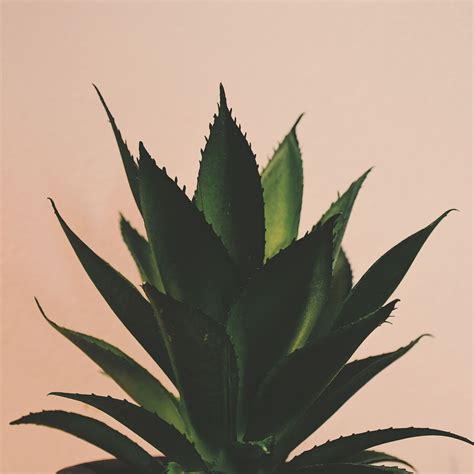 Indoor Plants Wallpapers - Wallpaper Cave