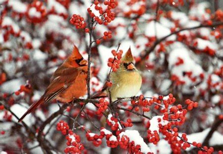 Cardinal Pair 2 - Birds & Animals Background Wallpapers on Desktop Nexus (Image 1188023)