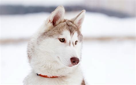 Christmas Husky Wallpaper - WallpaperSafari