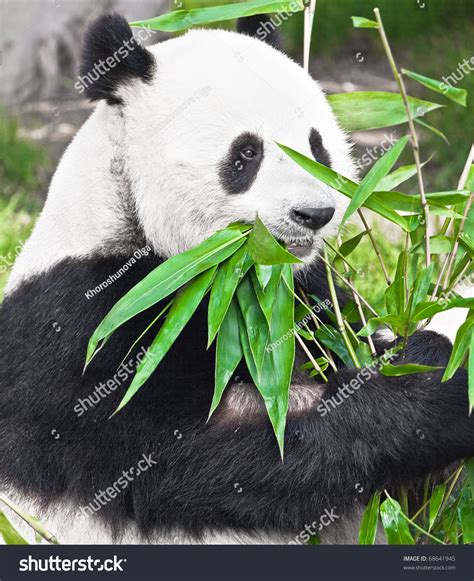 Feeding Time Giant Panda Eating Bamboo Stock Photo 68641945 - Shutterstock