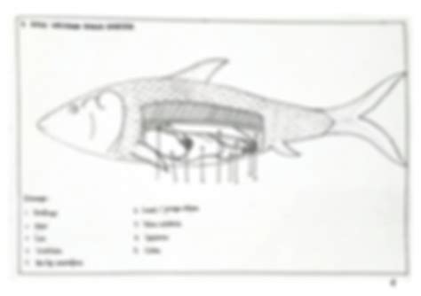 SOLUTION: The Morphology and Anatomy of chanos chanos - Vertebrate Anatomy - Studypool