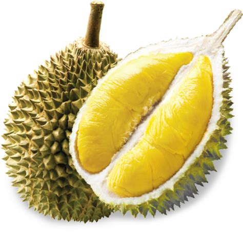 PNG Durian Transparent Durian.PNG Images. | PlusPNG