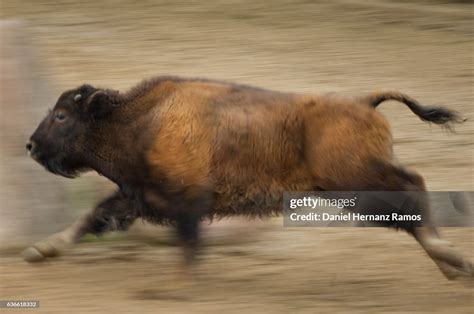 Baby American Bison Body Running High-Res Stock Photo - Getty Images