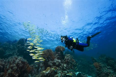 SCUBA Diving in Placencia | Diving in Placencia Belize