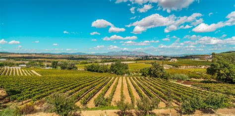 Appellation Appreciation: Penedès