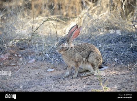 Cape hare (Lepus capensis), Etosha National Park, Namibia Stock Photo - Alamy